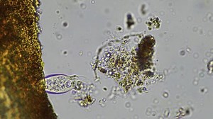 Microorganismos del suelo en una muestra de compost que incluye bacterias, ameba de testículos, flagelados. granja agrícola regenerativa. Agronomía agrícola de ensayo de suelos hecha para los agricultores para el secuestro de carbono