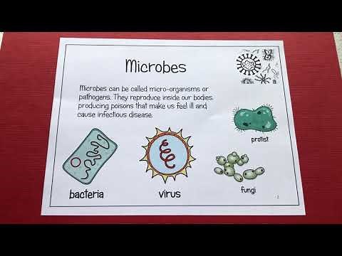 KS3 Microbes & Genetics - Classifying microbes