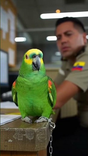 El LORO ÑAÑO humilla a Policía 🤭🚓🦜 #humor #loroñaño