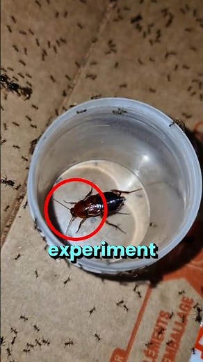 What happens when ants surround a cockroach?👀☠️