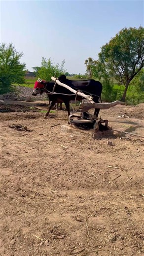 Bull Powered Opreating On Chuffing Cutter Machine # #shortvideo #chaffcutter #shortvideo