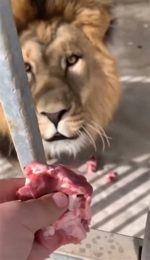 “Feeding a Lion Up Close… This Gets Intense 😨 #shorts #lion #wildlife