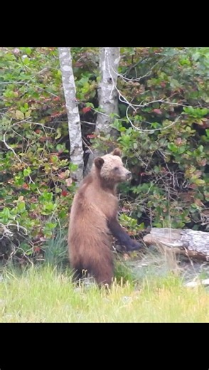 Young Grizzly Bear Standing Upright
