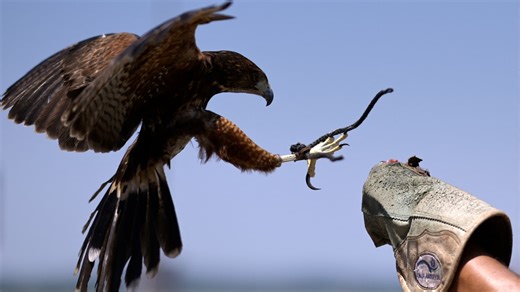 Royaume-Uni: les causes des attaques violentes d'une buse sur les habitants d'un village dévoilées