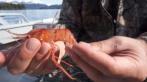 24K views · 223 reactions | Alaska’s shrimp season is in full swing. If you like seafood, Alaska’s shrimp is as good as it gets 戀 #Alaska #shrimp #seafood #grillingseason #seafoodboil | Alaska Outdoors Television | Facebook