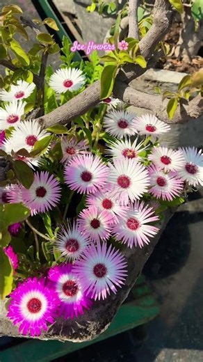 The most beautiful flowers 🌸💕#flowers #floweringplants #flowergarden #beautifulnature