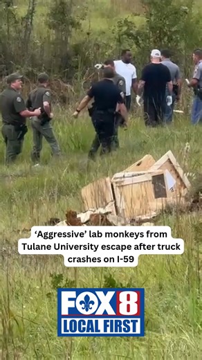 2.4M views · 7.4K reactions | Officials said the monkeys weigh about 40 pounds each, are aggressive toward humans and require personal protective equipment to handle the animals. https://www.fox8live.com/2025/10/28/truck-carrying-lab-monkeys-tulane-university-crashes-i-59/ | WVUE FOX 8 | Facebook