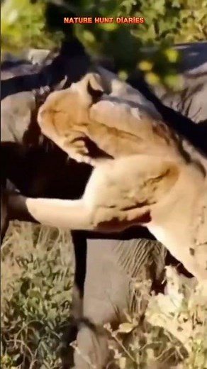 Lion Pride Hunts Elephant: Powerful Lions Take Down Giant Prey