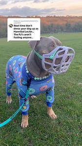 215K views · 7.9K reactions | The muzzle is the law and the onesie is to keep him warm + fashion ☺️ #dogs #bullylife #XLbully | Gunner the Stunner | Facebook