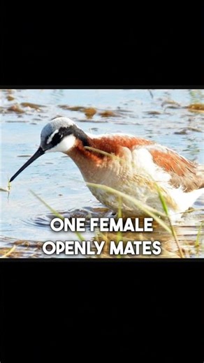 Polyandry in Bird Species #shorts
