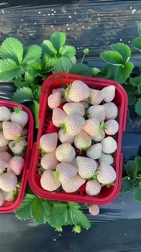 How Is This White? This Rare Strawberry Is Going Viral 😳🍓 #shorts