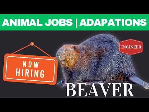 Beaver - Animal Jobs & Animal Adaptations Video