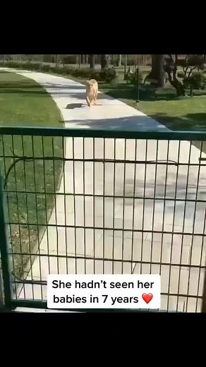 378K views · 10K reactions | A woman raised a pair of lions #lions #love #reels | 5bestthings.com | Facebook