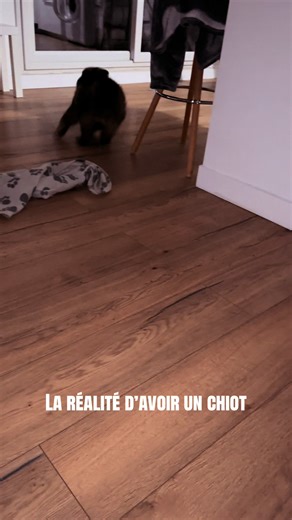 Fatigué pour balader mais en mission avant de se coucher… #eurasier #chiot #puppy #crazy #momentdefolie