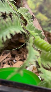 Angry gecko, snake eating itself, Red is hungry, and Amara has throwitbackdisordeerrr😂 #animals #farm #chaos #pets #exoticpets #farmlife #reptiles #turkey (fyi, I was easily able to get her to stop trying to chomp herself and she is fine 🐍) | CatAleah