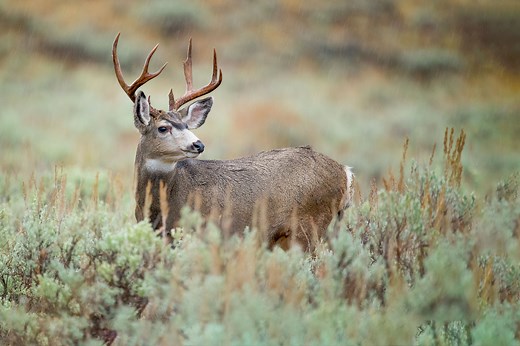 Texas hunting season changes for the 2025-26 season