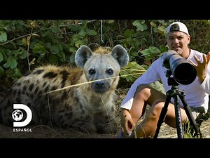 3 animales icónicos de sus países | Wild Frank | Discovery en Español