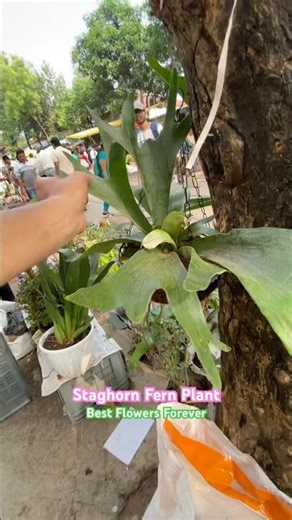Platycerium Fern also Known as Staghorn Fern #shorts #viralplants #staghornfern #plants