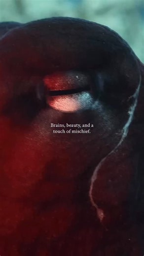 The Octopus. World Octopus Day has just passed (8th October), and sorry we didn’t get a special post up! But every day we love celebrating Octopus on the Great Barrier Reef. Here’s a real beauty recently filmed by Master Reef Guide Pablo at Coral Kingdom. 🎥 @pablocogollos_photography #octopus #greatbarrierreef #wildlife #nature #oceanlife | Master Reef Guides