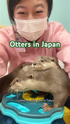 OTTERS IN JAPAN!! At the Otters Family Cafe