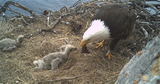 Bald eagles have returned to SoCal’s coastal habitat. How are the Channel Islands birds doing now?