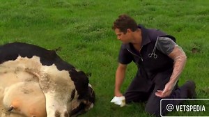 1.6K views · 35 reactions | Downer cow syndrome #Vetspedia . . . . . . . . . . . . . #parturient_paresis #milkfever #calcium_therapy #cows #dairyfarm #dairydiseases #dairyproblems #dairycomplications | Vetspedia | Facebook