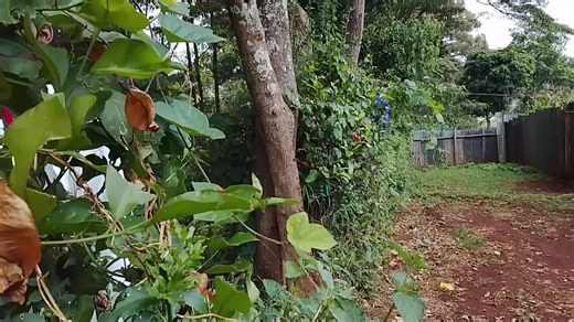 Hilarious Kisi Comedy Videos You Can't Miss