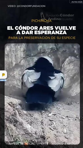 Cóndor andino Ares, identificado como el cóndor número 6 de Pichincha, inició el pasado 25 de marzo su tercer proceso reproductivo, generando expectativa por una nueva esperanza para la conservación de la especie en Ecuador. Equipos especializados mantienen un monitoreo permanente para acompañar el ciclo y asegurar el desarrollo exitoso del proceso reproductivo.
