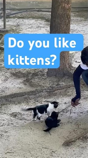 Cute Kittens 🐱🤍🖤 | Black & White Babies 😍