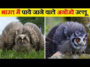 भारत में पाये जाने वाले अनोखे उल्लू | Owls Species Found In India