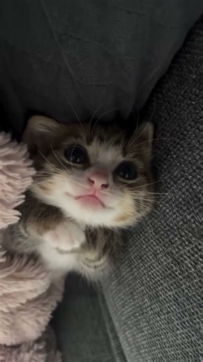 So cute baby cats, 🐈, meow baby cute cats, adorable cats, love animals, #cutekitty 🥰