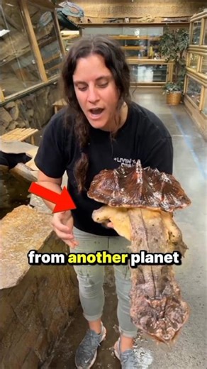 This turtle is AGGRESSIVE