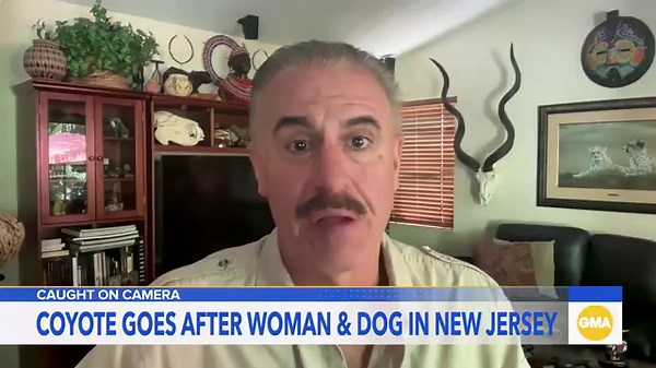 Video captures coyote attacking woman and dog