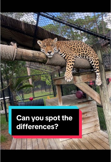 Can You Spot the Differences Between a Jaguar and Leopard?