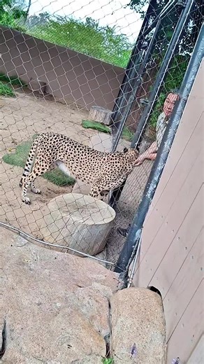 Cheetah Scratches!!🥰 San Diego Zoo Wildlife Alliance!! 🥰 #zooguy #ryanslasher #sandiegozoo #animals #wildlife