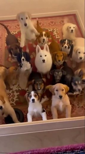 Secret hatch full of puppies 😭🧡