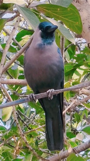 Crow Crow 🐦‍⬛🥰✨♥️| Beautiful Crow 🐦‍⬛🥰✨♥️| Crow Sounds 🐦‍⬛🥰✨♥️| Crow Sounds For Food 🐦‍⬛🥪| Birds 🐦🌳|
