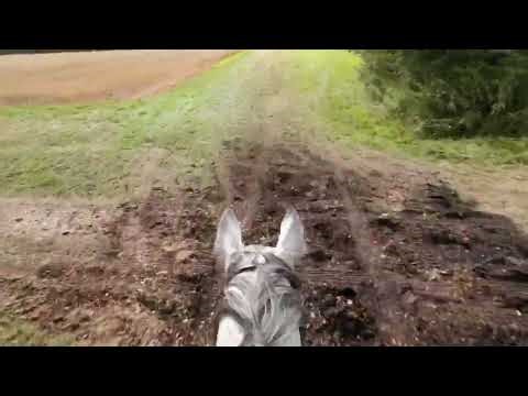 Kimblewick Novice Team Chase 2024