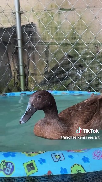 Meet Ginger: Our New Sweet Duck Rescue!