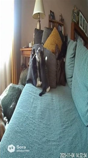 🤣😾Shewasjustnapping🐞thenchaosstarted#shorts#funnycats#caughtoncam#ladybugdrama#kittenattack#cat #ai