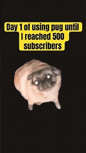 Day 1 of using #pug until I reached 500 subscribers #speakpug (4th most popular video)