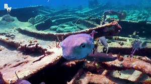On this episode of Blue Wilderness, Mark and Mario encounter their very first shipwreck! And you won’t believe what happens during this excursion.. Mark and Mario are SWARMED! | Brave Wilderness