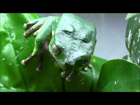Giant Bicolor Monkey Tree Frogs