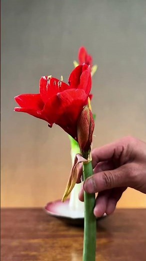 亭亭玉立傲晴空，舒眉举首迎东帝。