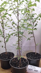 Zelkova Serrata Tree in Nursery Pot. Japanese Zelkova. Keaki. Elm. Great for Bonsai, Landscaping and Yards. Live Seedling Sapling. - Etsy
