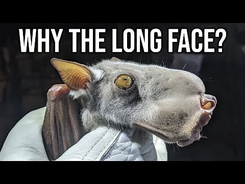 What Exactly Is: Hammerheaded bat | The Noisy Honkers