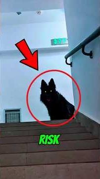 🏆 Top 5 Dogs That Would Risk Their Lives for Their Owners 🤯😱😱 #dog #animals #facts