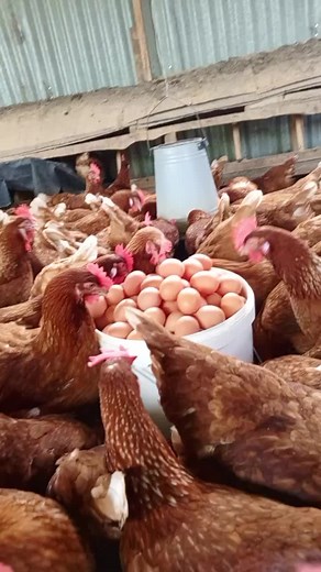 where my ladies at??? poultry farming is ideal for us ladies.. #annefarming