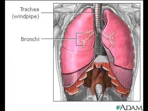 How Do We Breathe Animation - How Do the Lungs Work Video - Respiratory System: Process of Breathing