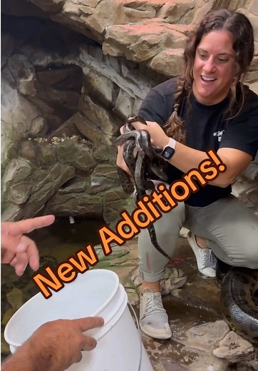 Live Birth of Baby Anacondas: A Unique Experience